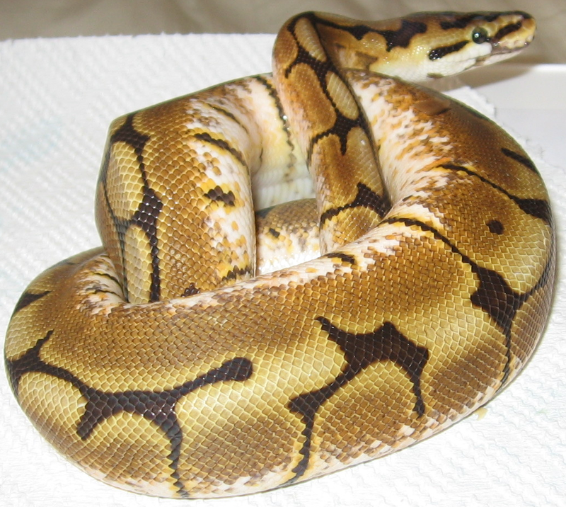 ../_images/Spider_Morph_Ball_Python.png